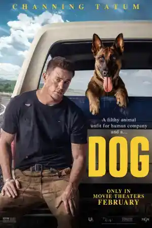 Dog постер